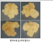 낙동강생물자원관, 콩제비꽃 유도증식방법 확립