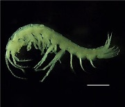 지하수에 살아 눈 없는 '동굴옆새우'…국내서 신종 2종 발견