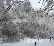 산림청, 강원 인제 자작나무숲 입산 통제