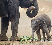 INDONESIA ANIMALS