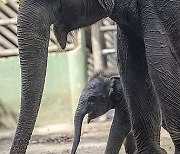 INDONESIA ANIMALS