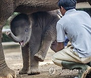 epaselect INDONESIA ANIMALS