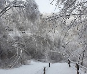 산림청, 폭설로 휘어진 '인제 자작나무숲' 탐방 통제