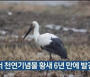 울산서 천연기념물 황새 6년 만에 발견