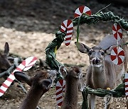 COLOMBIA CHRISTMAS ZOO