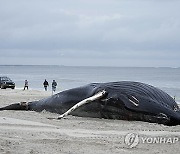 Offshore Wind Whales Explainer