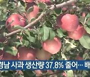 경남 사과 생산량 37.8% 줄어…배 64%↓