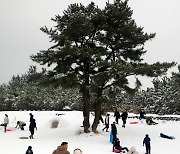 성탄절 한라산 썰매장