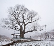 [고규홍의 큰 나무 이야기] 장군 형제의 넋 기억하는 나무