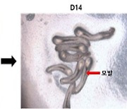 강스템, 오가노이드 탈모약 연구…"모낭 재현기술 도입"