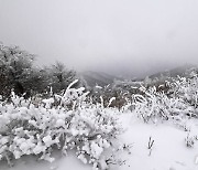 지리산 바래봉 '흰눈'