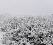 흰눈 쌓인 지리산 바래봉