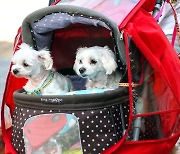 Dog stroller sales overtake baby strollers amid birthrate decline in S. Korea