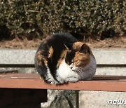 농식품부 '길고양이 돌봄·중성화 수술 지침' 발표…"법 아닌 권고사항"