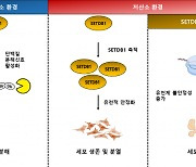 저산소 환경에서 '암세포 사멸' 유도하는 법 찾았다