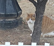 길고양이 돌봄 가이드라인 나왔다…“주차장·놀이터선 먹이주지 마세요”