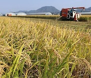 수확기 평균 산지 쌀값 가마당 20만 원대 회복