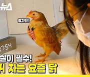 [뉴띵 EP.18] "1일 100똥은 기저귀에" 아파트에 사는 닭의 상상 초월 행동들