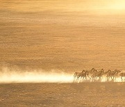 CHINA-XINJIANG-ALTUN MOUNTAINS-NATURE RESERVE-SCENERY (CN)