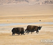 CHINA-XINJIANG-ALTUN MOUNTAINS-NATURE RESERVE-SCENERY (CN)