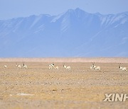 CHINA-XINJIANG-ALTUN MOUNTAINS-NATURE RESERVE-SCENERY (CN)