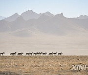 CHINA-XINJIANG-ALTUN MOUNTAINS-NATURE RESERVE-SCENERY (CN)