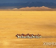 CHINA-XINJIANG-ALTUN MOUNTAINS-NATURE RESERVE-SCENERY (CN)