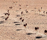 CHINA-XINJIANG-ALTUN MOUNTAINS-NATURE RESERVE-SCENERY (CN)