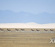 CHINA-XINJIANG-ALTUN MOUNTAINS-NATURE RESERVE-SCENERY (CN)