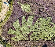 THAILAND-CHIANG RAI-RICE PADDY ART