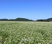 제주, 메밀 최대 주산지라는데…“폼 안나네”