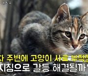 시민 분쟁의 씨앗 '길고양이'.. 돌봄 지침이 해결 열쇠 될까?