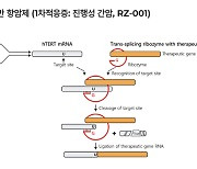 알지노믹스, 유전자치료제로 간암 1차치료 병용요법 임상 나선다