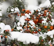 광주·전남 새해 첫 눈 예보…출근길 최대 5㎝