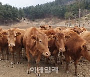 파주시, 축·수산업 경쟁력 강화…올해 102억원 투입