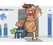 브라질닭에 중국김치…식탁 점령한 불황형 먹거리