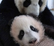 RUSSIA-MOSCOW-PANDA-CUB