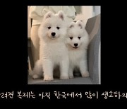 반려견 복제한 유튜버 "비용 8천~1억2천…복제 과정서 죽은 개 없다"