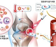 가천대 연구팀 "줄기세포 온열반응, 중증관절염 치료 효과"