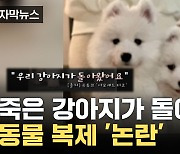 [자막뉴스] '펫로스 때문에...' 강아지 유튜버 동물 복제 '논란'