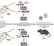 모계 유전 미토콘드리아 유전질환 치료길 열리나…동물모델 개발