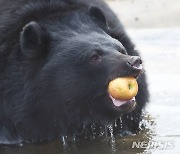 '반달가슴곰, 제주 적응 마쳤어요'