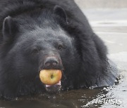 '반달가슴곰, 제주 적응 마쳤어요'