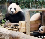 "에버랜드 다 죽었어"…마침내 모인 바오가족 완전체, '강바오' 예언 이뤄냈다 [엑's 이슈]