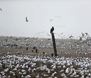 PERU BIRDS