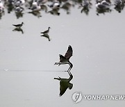 PERU BIRDS