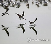 PERU BIRDS