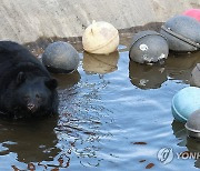 제주도 적응 끝, 나들이 나선 반달가슴곰