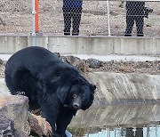 제주도 적응 끝, 나들이 나선 반달가슴곰