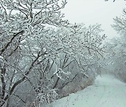 설국으로 변한 소백산…상고대 장관